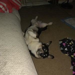 Meet your Posher, Annette